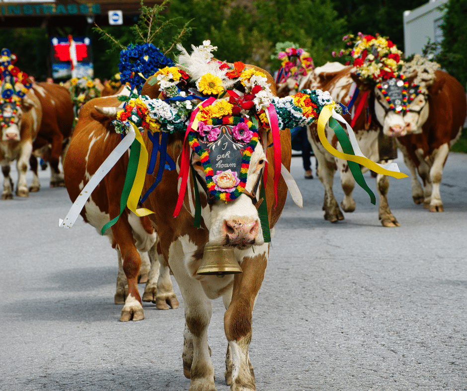 Almabtrieb cattle, Austria