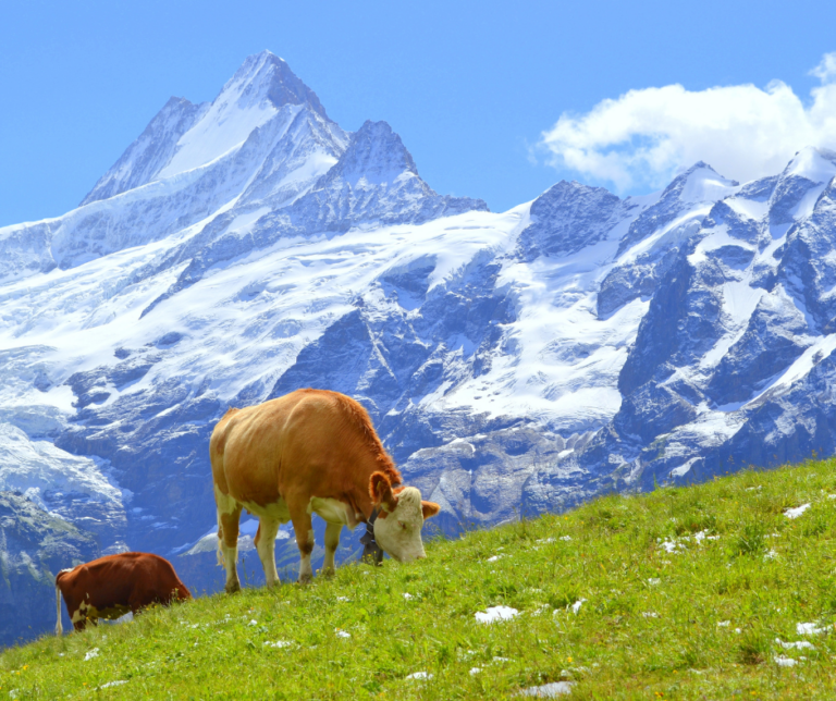 Grindelwald cow in the swiss mountains