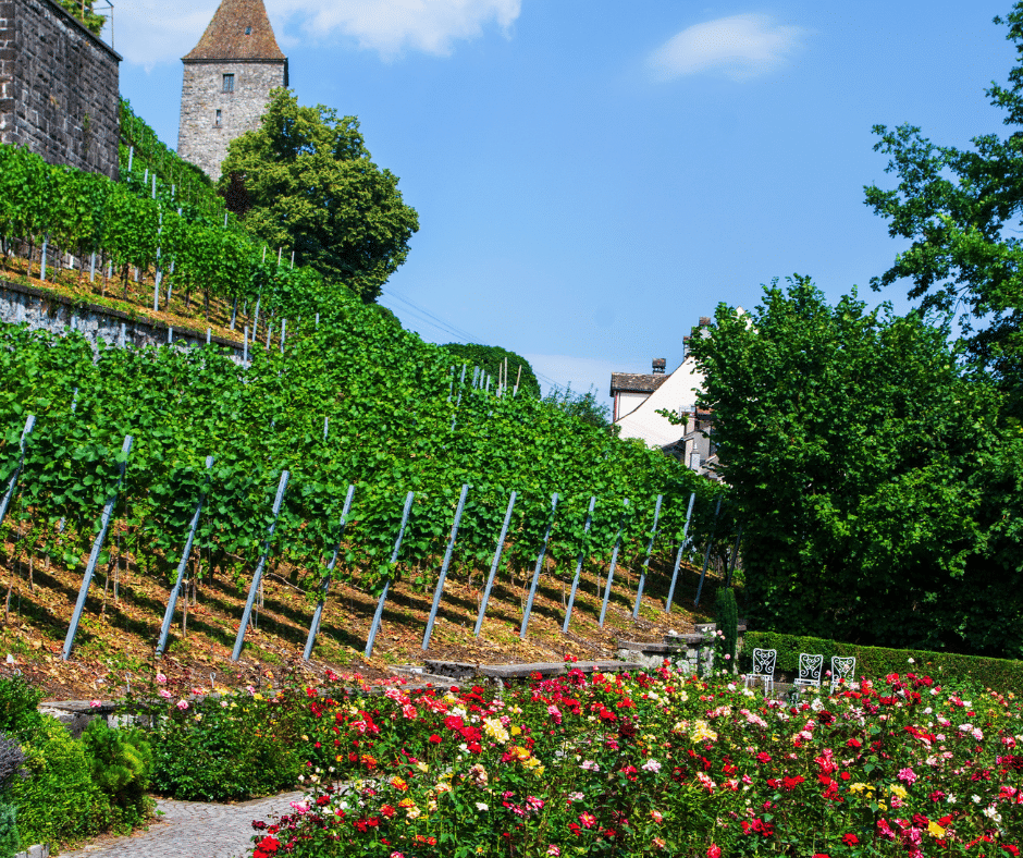 Rapperswil Rose Gardens