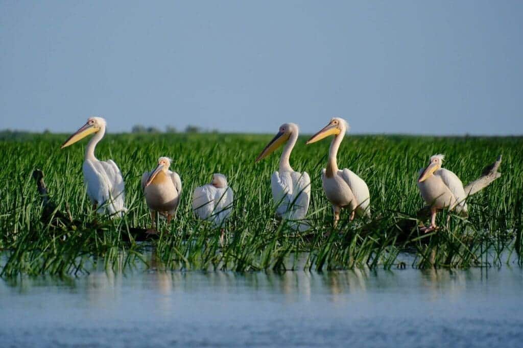 The Danube Delta romania