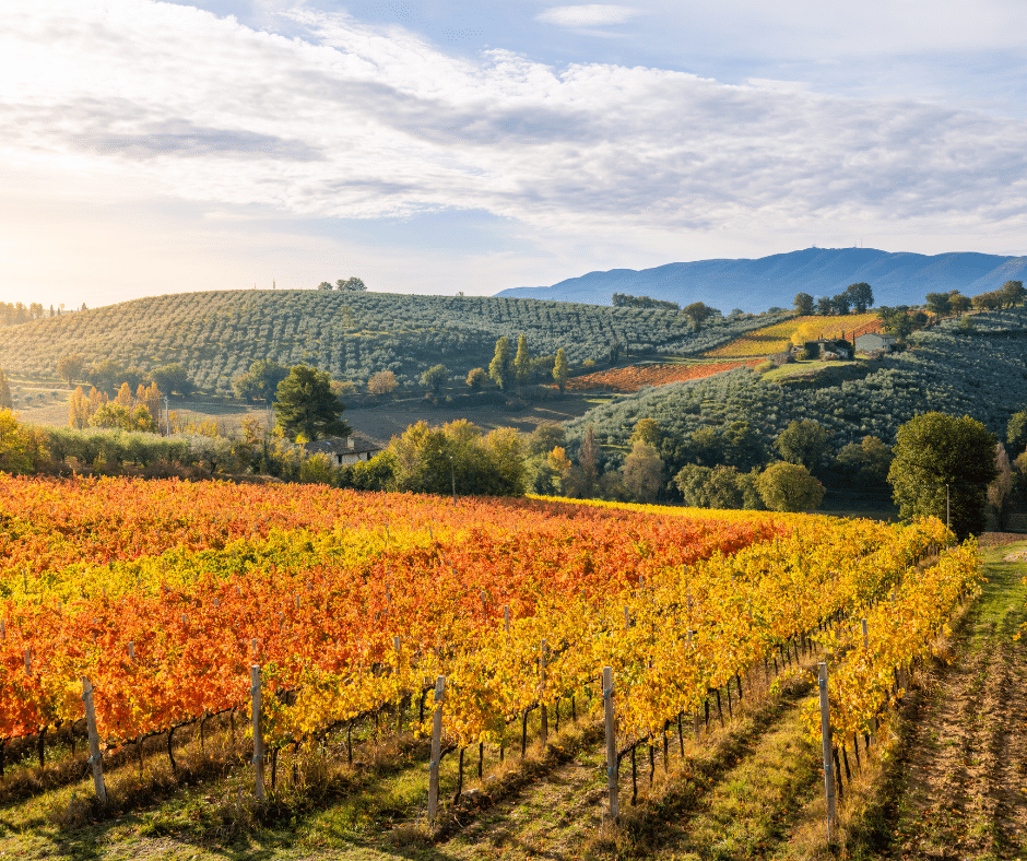 orange and yellow vineyards in autumn near Montefalco, Umbria, Italy