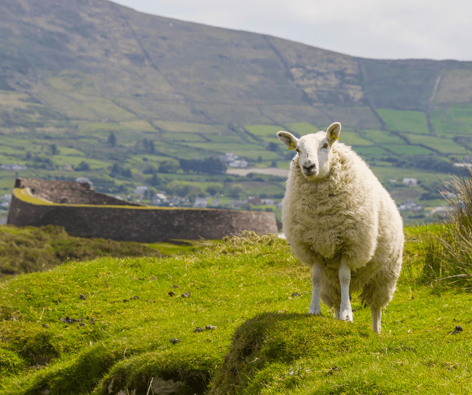 White sheep standing in front of an old stone fort on a grassy hill during spring in Ireland, with soft green pastures and blue sky in the background.